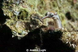 The Loch Ness Monster?  ...no, just a small curious pipef... by Andrea Lughi 